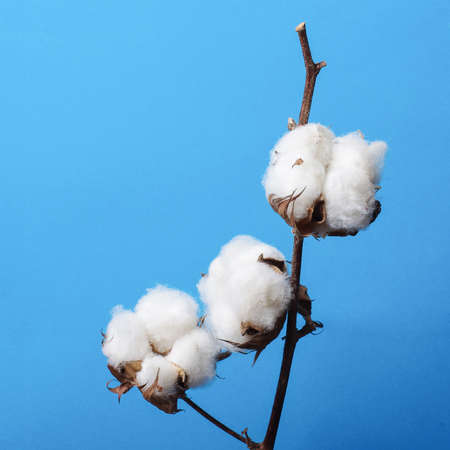 Branch of cotton plant isolated on the blue backgroundの写真素材