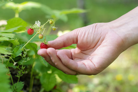 Healthy lifestyle concept girl hand picking wild strawberries in the forest