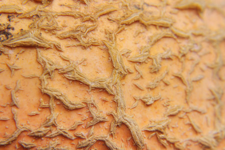 Rough peel of pumpkin macro close up