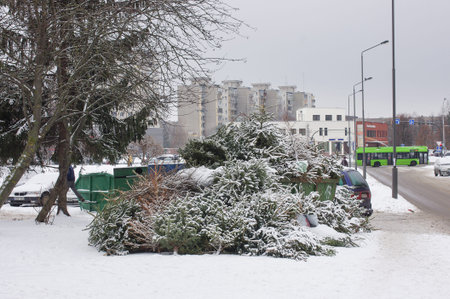 Pile of Christmas tree after celebration prepared for recycling consumption conceptの写真素材