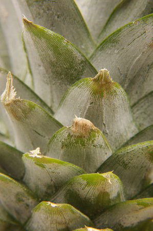 Abstract close up pattern of green pineapple leavesの写真素材