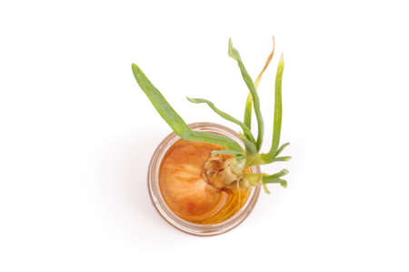 Scallion growing in the jar isolated on the white backgroundの写真素材
