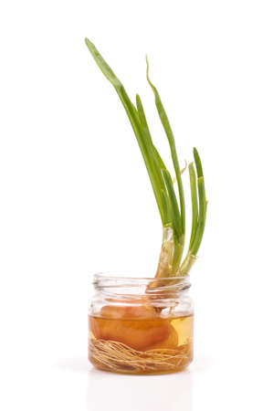 Scallion growing in the jar isolated on the white backgroundの写真素材