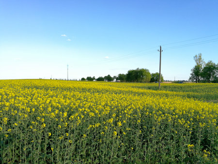 Yellow blooming rapes field in Lithuania during sunny day in spring