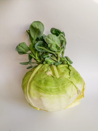 Green vegetable cabbage with new leaves isolated on the bright background