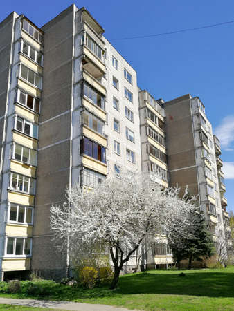 Blooming white tree in the Kaunas town, Lithuania. Nature in the city conceptのeditorial素材