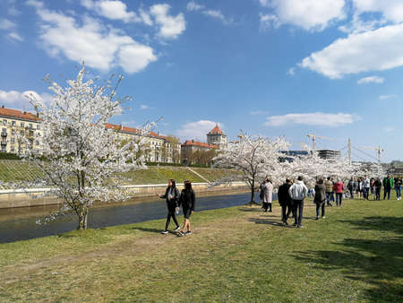 KAUNAS, LITHUANIA - APRIL 23, 2019: People enjoying blooming sakura trees in Nemunas river island in Kaunas, Lithuaniaのeditorial素材