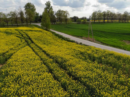 Aerial view of vibrant yellow blooming organic rapes field in Lithuania during springtime