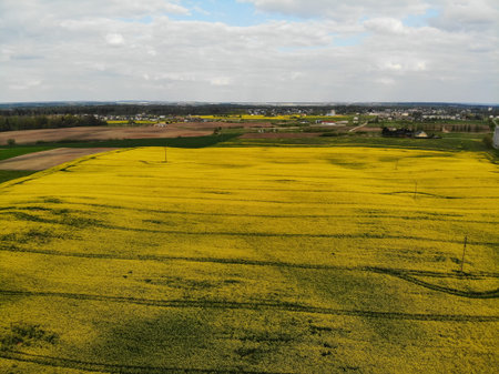 Aerial view of vibrant yellow blooming organic rapes field in Lithuania during springtime