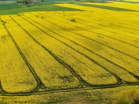 Aerial view of vibrant yellow blooming organic rapes field in Lithuania during springtime