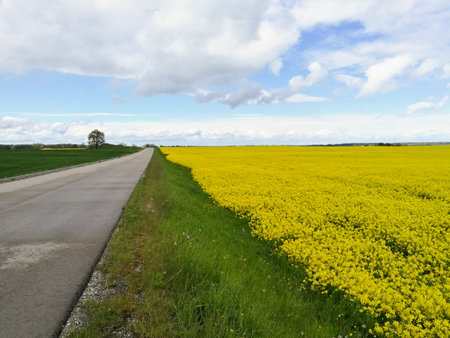 Landscape road and blooming vibrant yellow rapes field during springtime in Lithuania