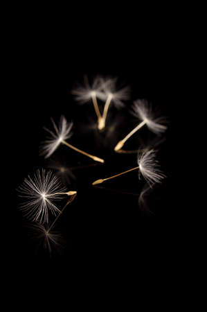Dandelion flower pappus with dandelion seed macro close up isolated on the black backgroundの写真素材
