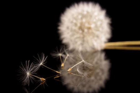 Dandelion flower pappus with dandelion seed macro close up isolated on the black backgroundの写真素材
