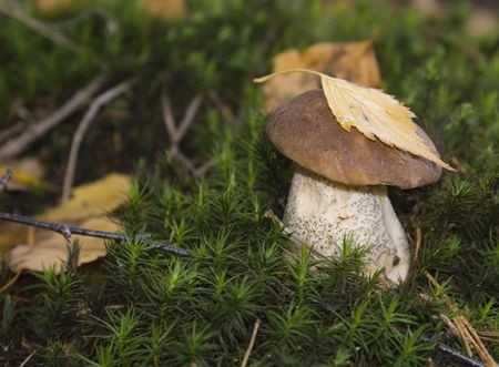 mushroom in the forestの写真素材