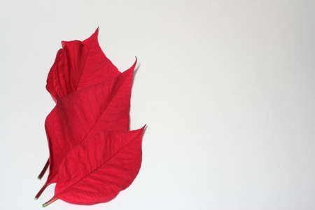 Red  poinsettia leaves on white backgroundの写真素材