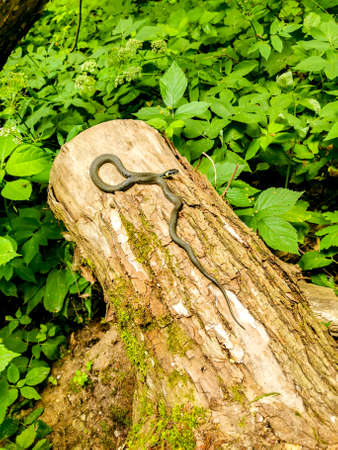 Grass-snake hiding in forest. Lithuania, Kaunasの写真素材