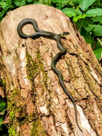 Grass-snake hiding in forest. Lithuania, Kaunasの写真素材