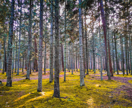 Spring noon in Lithuanian forestの写真素材