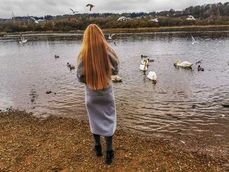 Girl feeding swans who left in Kaunas to spend winterの写真素材