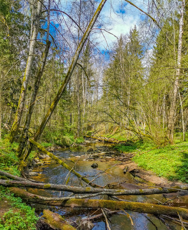 A small mountain stream in the forest with fallen trees
