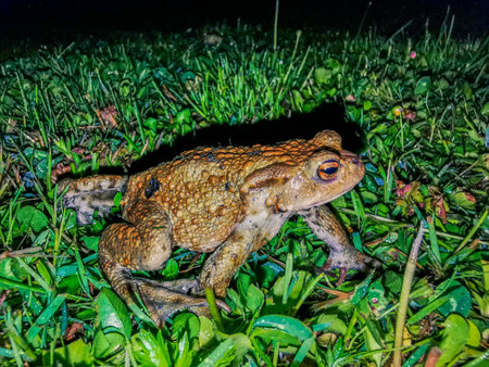 A green frog or toad in a grass at night