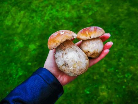Goods of the autumn - girl holds three wild boletus mushrooms in her handsの写真素材