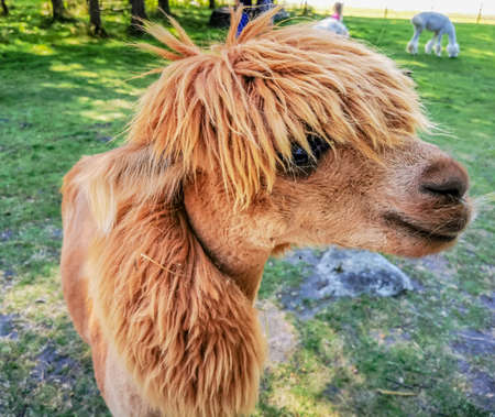 An alpaca with a funny haircut, a relative of the llama looking straight to the cameraの写真素材