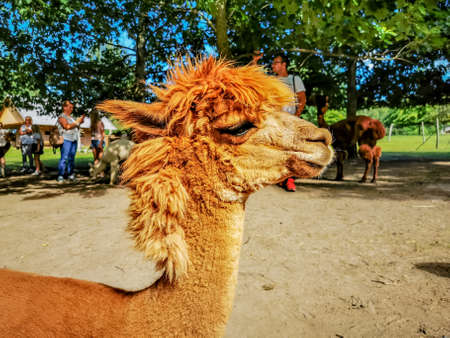 An alpaca with a funny haircut, a relative of the llama poses straight to the cameraの写真素材