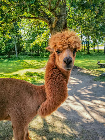 An alpaca with a funny haircut, a relative of the llama looking straight to the cameraの写真素材