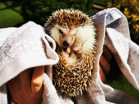 Little happy and cute domestic hedgehog in a towel, held in girls handsの写真素材