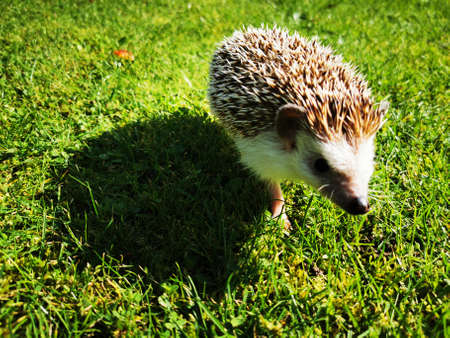 Little cute domestic hedgehog walking and playing on the grassの写真素材