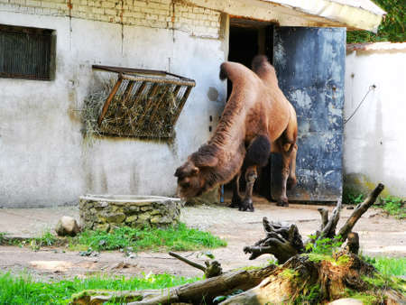 Old camel eating grass in his enclosuresの写真素材