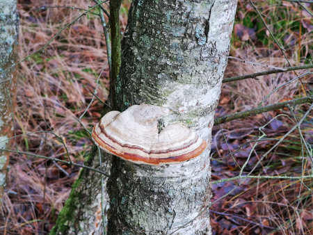 A strange large mushroom growing on a birch tree trunk in the forest in winter