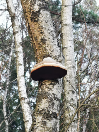 A strange large mushroom growing on a birch tree trunk in the forest in winter
