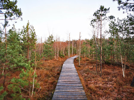 An old wooden path above the swamp in a forest