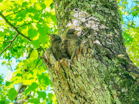 Two small birds sitting in a nest in a tree in summer