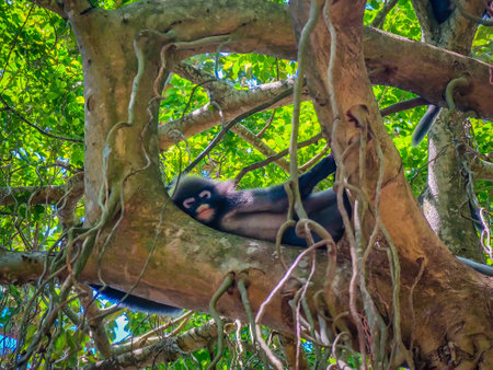 Lonely dusky leaf monkey or spectacled langur sitting and sleeping on the tree branches in Railay beach, Krabi province, Thailandの写真素材