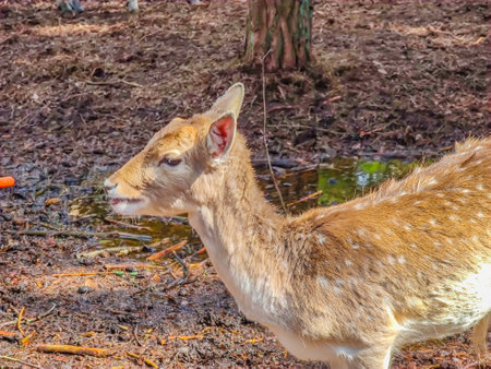 Close-up photo of young and cute lonely fallow deer in wild natureの写真素材
