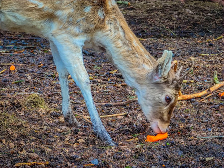 Close-up photo of young and cute lonely fallow deer with horns eating carrot in wild natureの写真素材