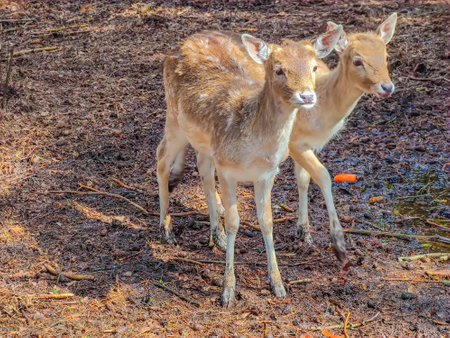 Close-up photo of two young fallow deer in the forest in wild natureの写真素材