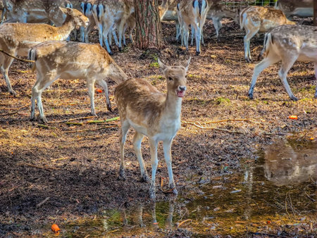 A group of young fallow deer among trees in the forest in wild natureの写真素材