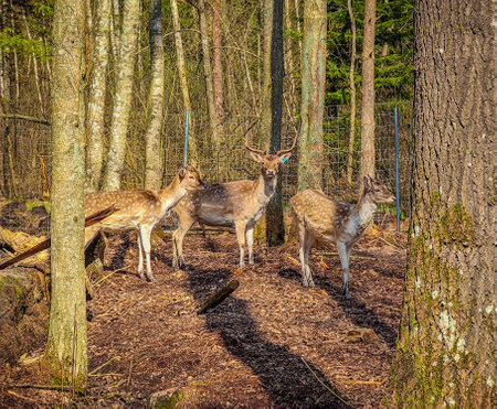 A group of young fallow deer among trees in the forest in wild natureの写真素材