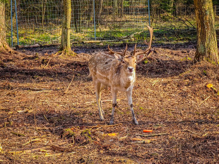 Close-up photo of young and cute lonely fallow deer with large horns in wild natureの写真素材