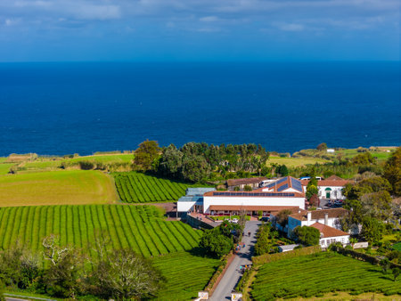 Cha Gorreana tea plantation in Sao Miguel, Azores, Portugal. Aerial drone view of tea plantation located on the Atlantic ocean shoreの写真素材