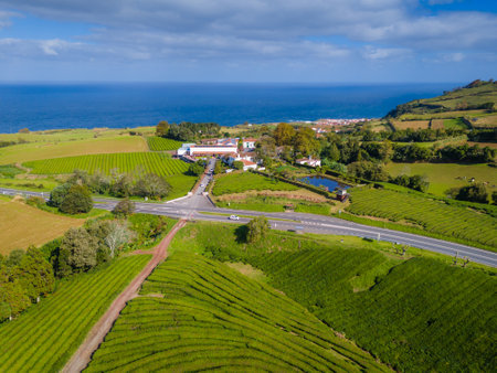 Cha Gorreana tea plantation in Sao Miguel, Azores, Portugal. Aerial drone view of tea plantation located on the Atlantic ocean shoreの写真素材