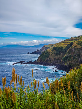 Giant reeds in the wind with a stunning panoramic view of Azores islands cliffs and Atlantic ocean. Arundo donax tall perennial caneの写真素材
