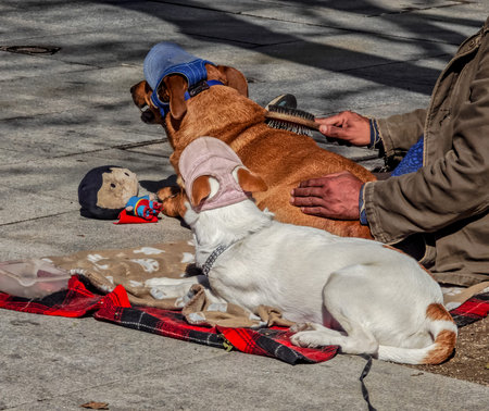 A man combs his homeless dogs lying on the street. Animal loyalty and affection