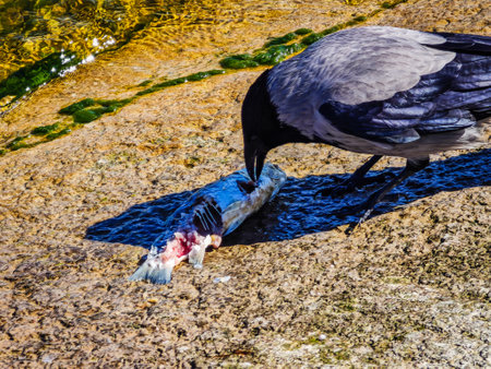 A crow eating a dead fish thrown ashoreの写真素材
