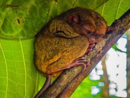 Close up shot of unique and cute looking Tarsier with large eyes. Bohol rainforest Tarsier sanctuary in Philippines of one of the smallest primatesの写真素材