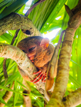Close up shot of unique and cute looking Tarsier with large eyes. Bohol rainforest Tarsier sanctuary in Philippines of one of the smallest primatesの写真素材